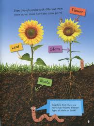 Roots, Stems, Leaves and Flowers - All About Plant Parts